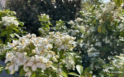 Ménage de printemps : corps et maison !